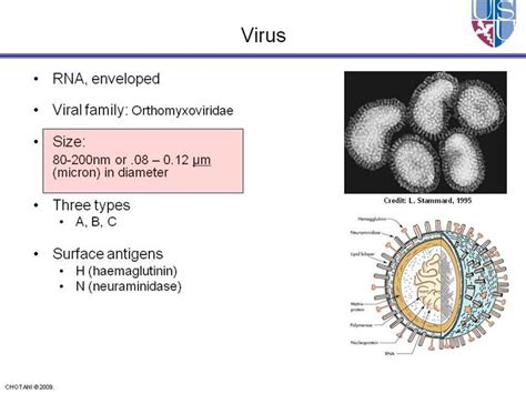 Flu Strains Are Named After Their Types Of Hemagglutinin And