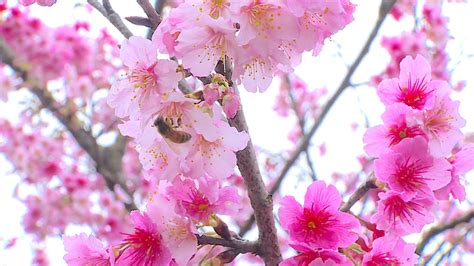 Taiwan Cherry Blossom Season Begins Two Weeks Earlier - TaiwanPlus