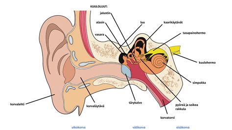 Ni Ja Korvan Rakenne Luento Kuule Ja Muista Sotealan Ammattilaisille