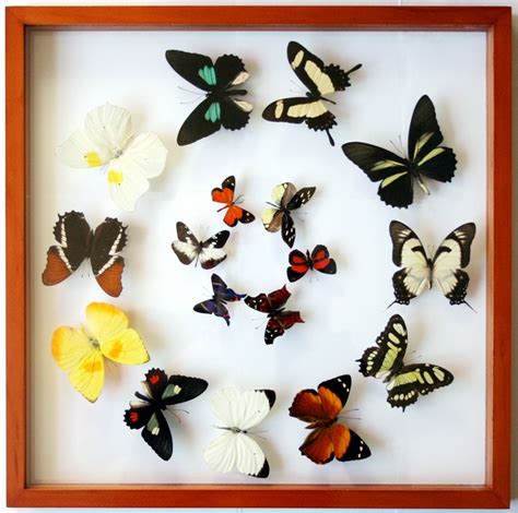 Real Mounted Butterfly Art In Circular Design Butterfly Art Insect