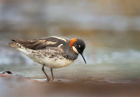 Red Necked Phalarope Bird Facts Phalaropus Lobatus