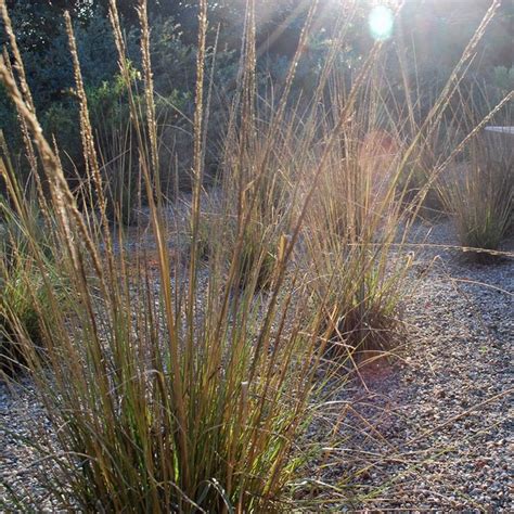 Deer Grass Star Nursery Garden And Rock Centers