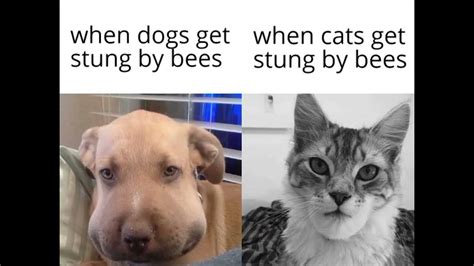 When Dogs Get Stung By Bees When Cats Get Stung By Bees Youtube