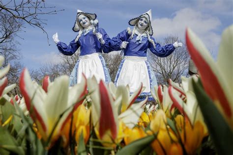 Tulip fields near Amsterdam in Holland - Tulip Festival Amsterdam