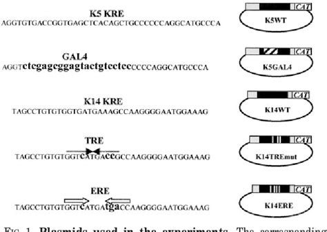 Figure 1 From Negative Response Elements In Keratin Genes Mediate