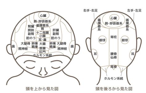 白髪・抜け毛知らずの髪に！頭は髪と体の健康バロメーター② 髪質改善ヘアケアシャンプーの通販 エルゴン公式ショップ【2024】 頭 ツボ ツボ つぼマッサージ