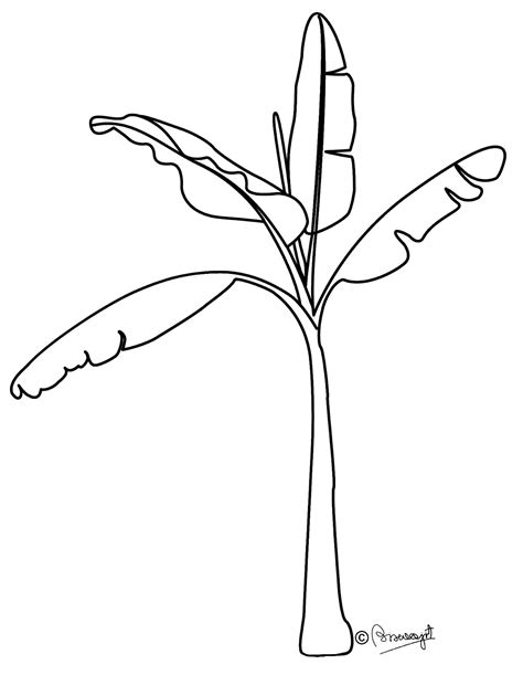 Free Banana Tree Drawing, Download Free Banana Tree Drawing png images ...