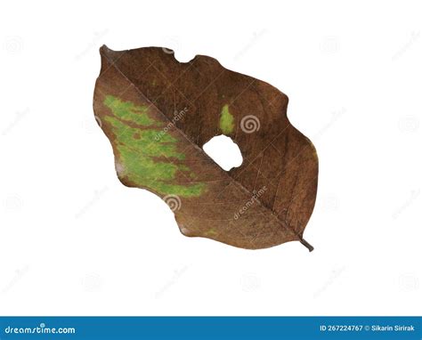 Dry Leaves On White Background Autum Leaves Lonely Emotion Autum