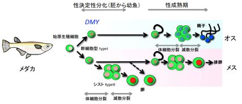 第2章 魚の性︱自由に転換する性 一色出版