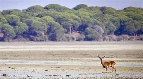 Estas son las cuatro graves amenazas que han puesto a Doñana en peligro