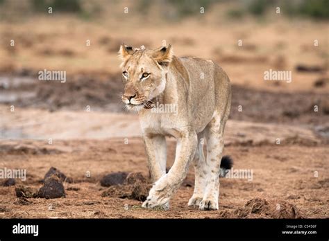 Lioness Panthera Leo Radio Collar Hi Res Stock Photography And Images