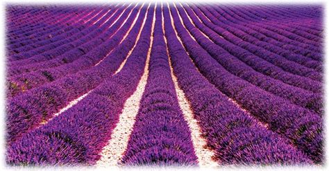 Lavender Fields - Sawan Books