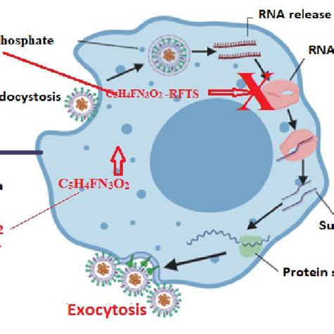 Mechanism of action of favipiravir. "Created with BioRender.com" (Dany ...