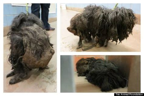 Rescue Dog Undergoes Dramatic Transformation And Loses 2 Pounds Of