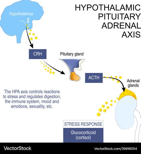 Hypothalamic Pituitary Adrenal Axis Royalty Free Vector