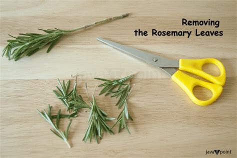 How To Make Rosemary Oil Javatpoint