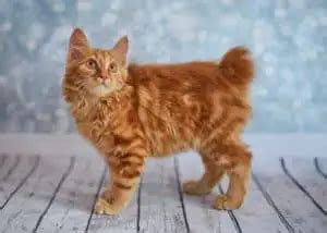 7 Absolutely Adorable Ginger Cat Breeds ( With Photos )