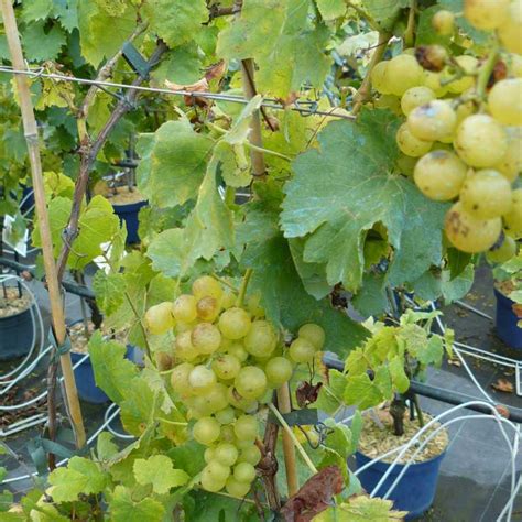 Vigne Chasselas Doré Vitis vinifera Chasselas Doré