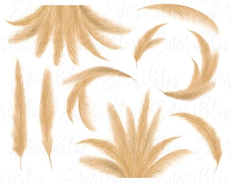 Pampas Grass Clipart Boho Style Bohemian Wedding Frame Wreath Png Digital Graphics Etsy