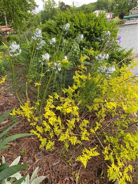 Retaining Wall Garden North Carolina Extension Gardener Plant Toolbox