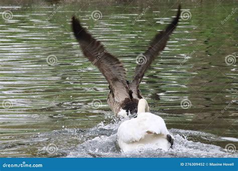 Canada Goose Being Chased By A Mute Swan Stock Photo Image Of