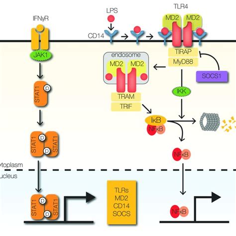 Signaling And Crosstalk A Regulatory Crosstalk Is Defined Here As