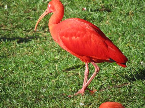 Eudocimus Ruber Scarlet Ibis Captive Scarlet Ibis Eud Flickr