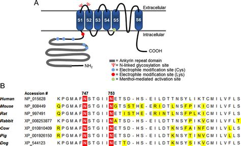 Structure Of TRPA1 And Orientation Of Its N Glycosylation Site A