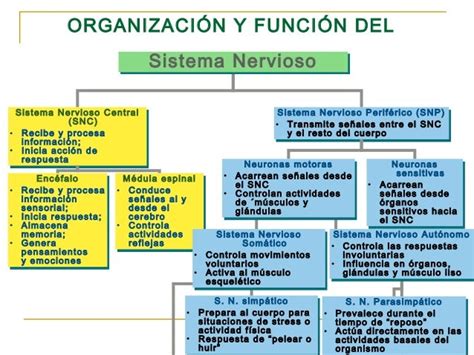 Cerebra La Vida Neurociencias 1 Organizacion Del Sistema Nervioso