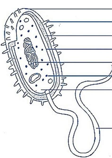 Bio Prokaryote Diagram Diagram Quizlet