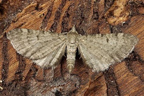 Eupithecia Selinata Silgen Bl Tenspanner Eupithecia S Flickr