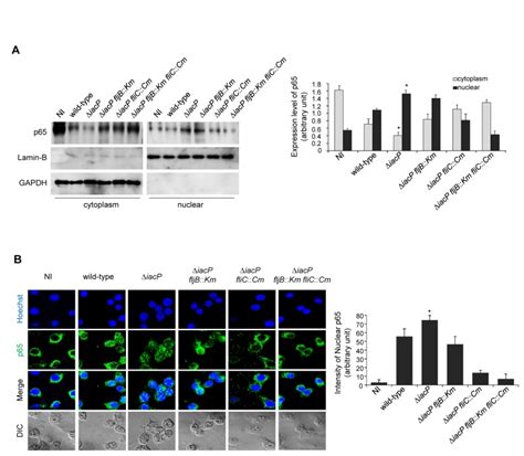 A The Expression Levels Of Nf κb P65 In The Cytoplasmic And Nuclear