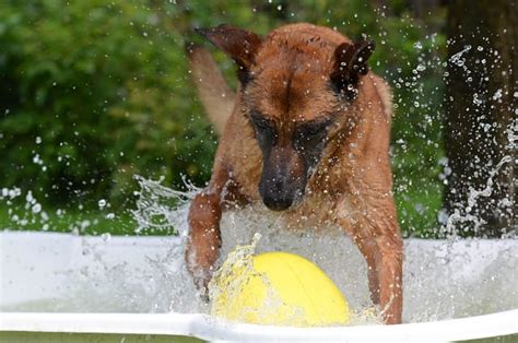 Keeping Your Dog Hydrated Pet Dog Parents