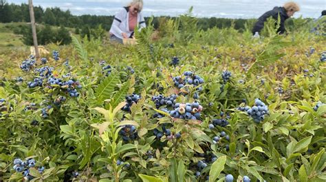 Lautocueillette De Bleuets A La Cote Radio Canada