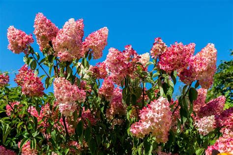 Paniculata D Hortensia Vanille Fraise Rehny Image Stock Image Du