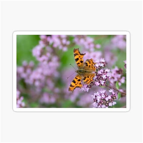 "Comma Butterfly" Sticker for Sale by jamesgerardking | Redbubble