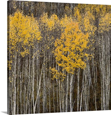 Aspen Tree Peel And Stick Wallpaper Aspen Imagecredit Imagedetails Exactwall