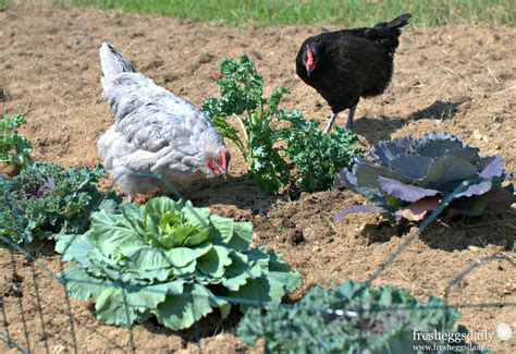 Gardening With Chickens Fresh Eggs Daily With Lisa Steele