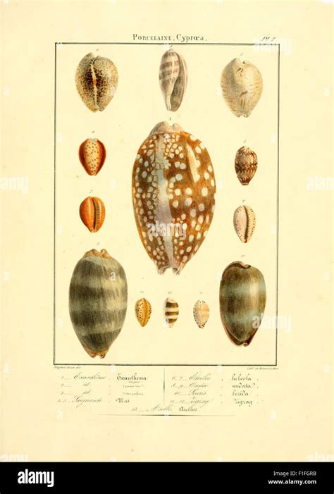 Iconographie Conchyliologique Ou Recueil De Planches Lithographi Es