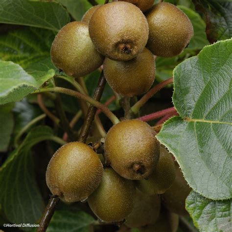 Kiwi Jaune Femelle Minkigold Actinidia Chinensis Kiwis Jaunes