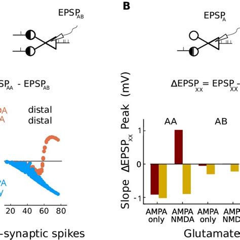 Nmda Receptors Enhance Somatic Response In Clustered Condition A