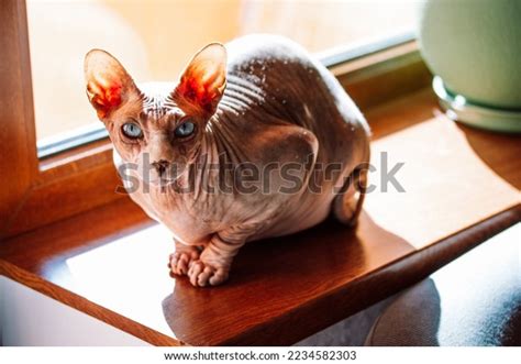 Canadian Sphynx Cat Big Ears Sitting Stock Photo 2234582303 | Shutterstock