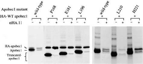 Co Immunoprecipitation Of Wild Type APOBEC1 And Carboxy Terminal