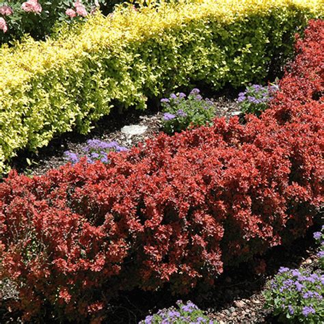 Buy Ornamental Shrubs for Sale Online | Garden Goods Direct