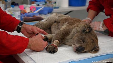 Buschbrände Koalas vom Aussterben bedroht DW 18 02 2020