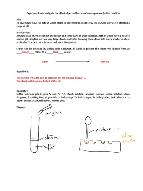 Starch and Amylase Experiment | Starch | Experiment