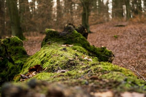 Free Images Nature Forest Grass Rock Wilderness Sunlight Leaf