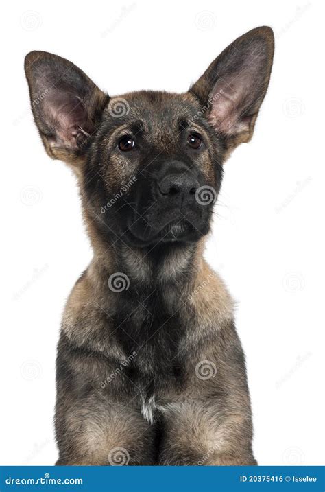 Close Up Of German Shepherd Puppy 3 Months Old Stock Photo Image Of