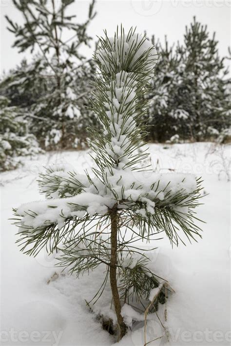 pine trees in winter 9420431 Stock Photo at Vecteezy