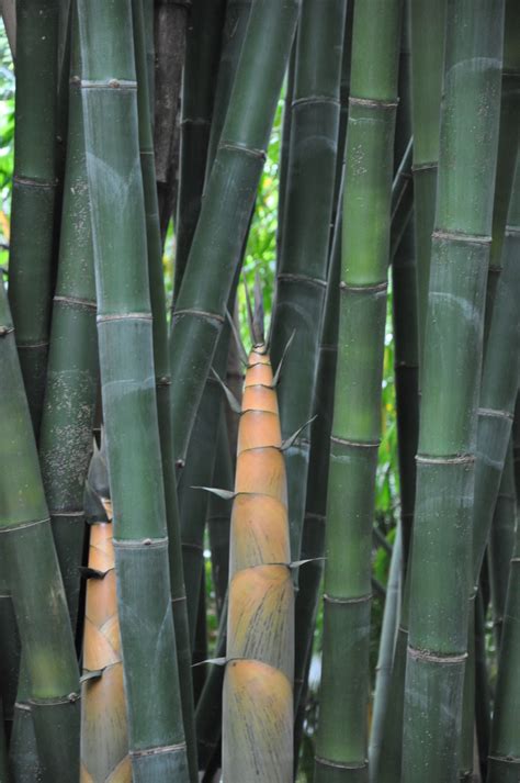 Dendrocalamus Latiflorus Bamboo Land Nursery Qld Australia